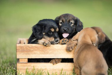 Çimlerin üzerinde tahta bir sandıkta bir grup şirin köpek yavrusu.