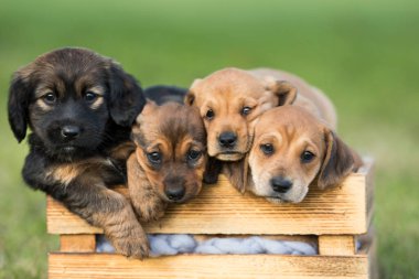 Çimlerin üzerinde tahta bir sandıkta bir grup şirin köpek yavrusu.