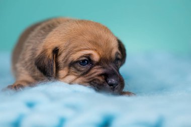 Küçük köpek battaniyenin üstünde uyuyor.