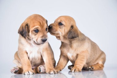 İki köpek, evcil hayvan, hayvan konsepti