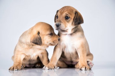 Beyaz arka planda güzel küçük bir köpek.
