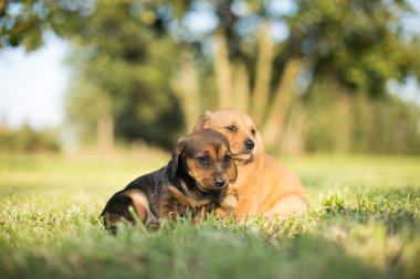 Arka planda küçük bir köpek