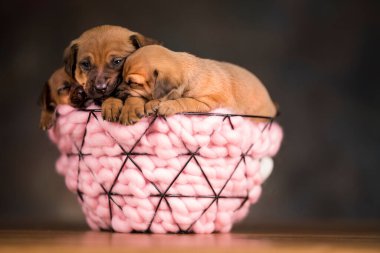 Metal bir sepette uyuyan köpekler.