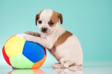 Mutlu bir köpek yavrusu topla oynuyor.