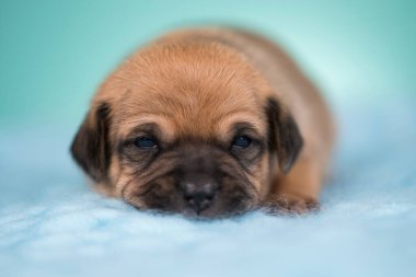Küçük köpek battaniyenin üstünde uyuyor.