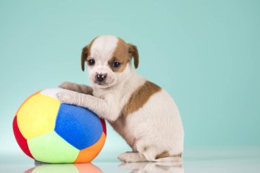 Yavru köpek topla oynuyor.