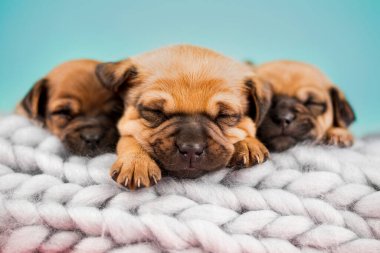 Köpekler battaniyenin üzerinde uyur.