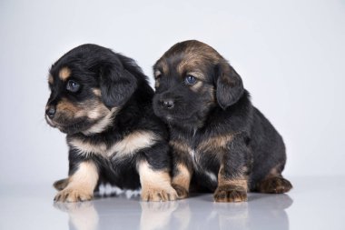 Şirin köpek yavruları, evcil hayvanlar konsepti.