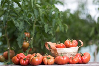 Sebze, domates, bahçede masanın üstünde. 