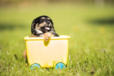 Oyuncak arabadaki küçük köpek çimlerin üzerinde