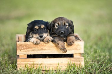 Çimlerin üzerinde tahta bir sandıkta iki küçük sevimli köpek.