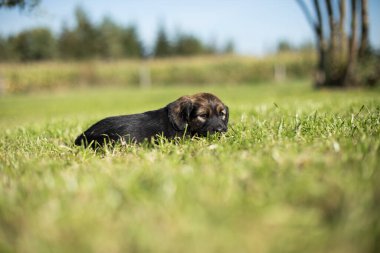 Arka planda küçük bir köpek