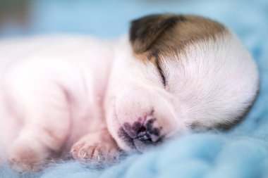 Güzel küçük bir köpek battaniyenin üzerinde uyur.