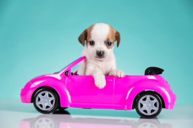 Pembe arabadaki küçük bir köpek.