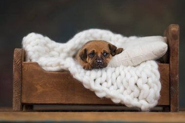 Yavru köpek uyuyor.