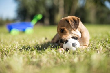 Arka planda küçük bir köpek