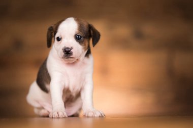 Ahşap arka planda küçük bir köpek.