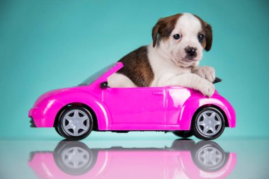 Pembe arabadaki şirin köpek.