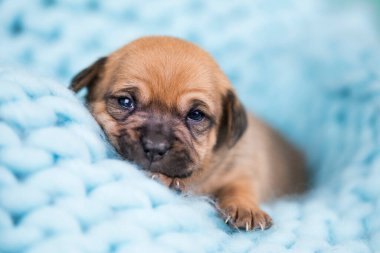 Güzel küçük bir köpek battaniyenin üzerinde uyur.