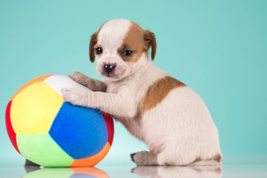 Yavru köpek topla oynuyor.