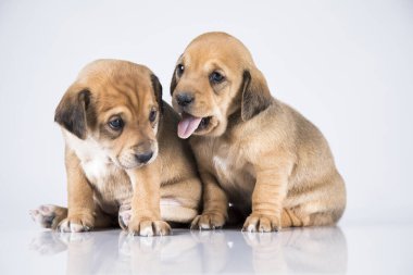 Beyaz arka planda iki köpek.