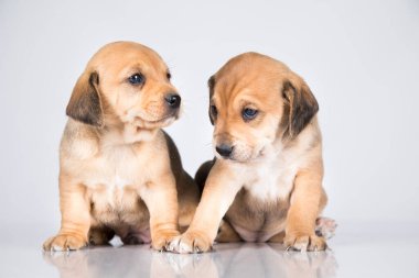 Beyaz arka planda güzel küçük bir köpek.