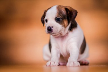 ahşap arka plan üzerinde köpek