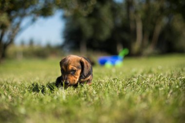 Arka planda küçük bir köpek