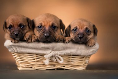 Hasır sepette küçük köpekler