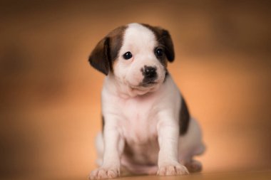 Ahşap bir arka planda köpek yavrusu