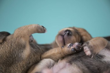 Şirin yavru köpek uykusu, hayvan konsepti.