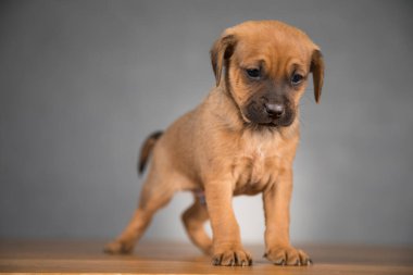 Küçük köpek yavrusu, hayvan konsepti