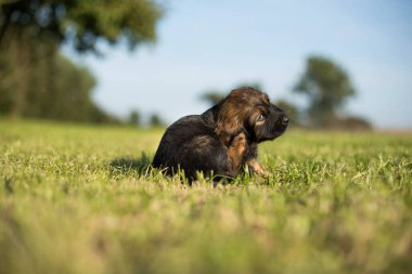 Arka planda küçük bir köpek