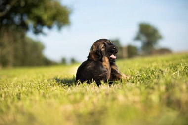 Arka planda küçük bir köpek