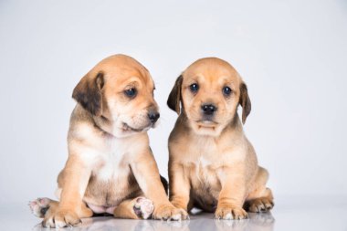 Beyaz arka planda iki köpek.