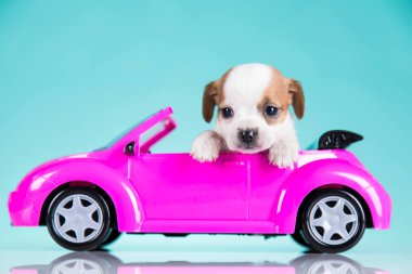 Pembe arabadaki küçük bir köpek.