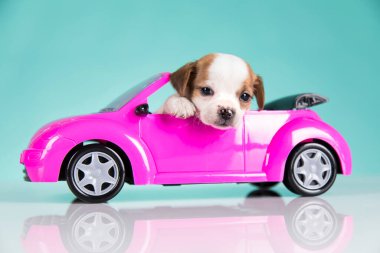 Pembe arabadaki küçük bir köpek.