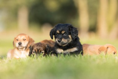 küçük köpek çim