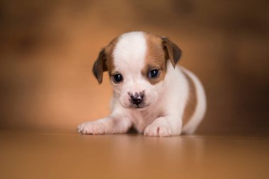 Ahşap bir arka planda köpek yavrusu