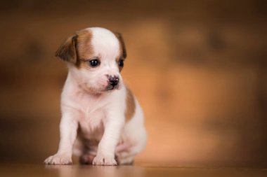 Ahşap arka planda küçük bir köpek.