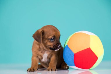 Yavru köpek topla oynuyor.