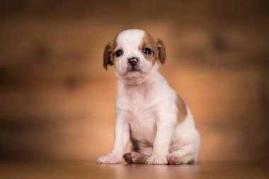 ahşap arka plan üzerinde köpek