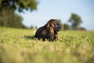 Arka planda küçük bir köpek