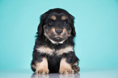 Sevimli bir köpeğin portresi, hayvan konsepti.