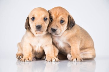 Beyaz arka planda güzel küçük bir köpek.