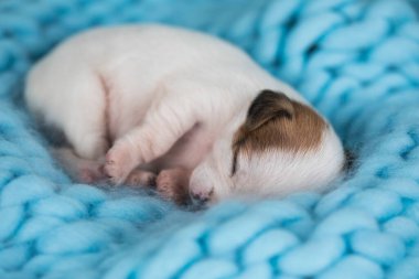 Güzel küçük bir köpek battaniyenin üzerinde uyur.