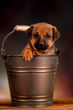 Metal kovada küçük bir köpek