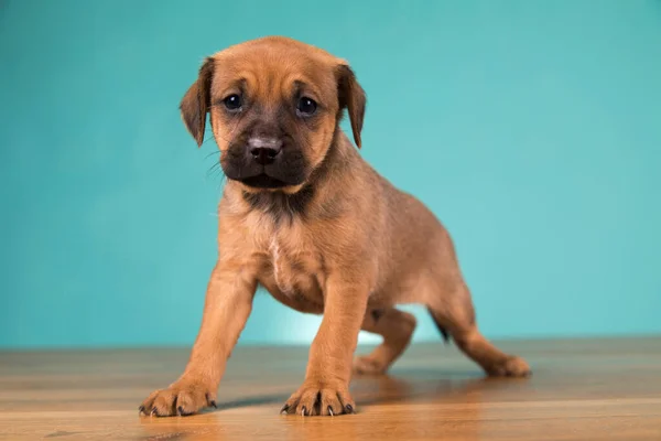 Schattige Puppy Hond Dieren Concept — Stockfoto
