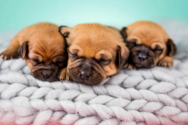 Pet Dog Puppy Sleeps Blanket — Stock Photo, Image