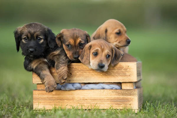 Çimlerin üzerinde tahta bir sandıkta bir grup şirin köpek yavrusu.